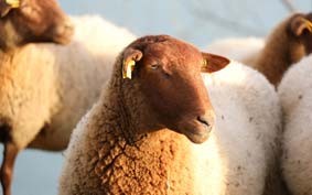 Alimentation animale