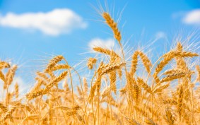 Alimentation humaine